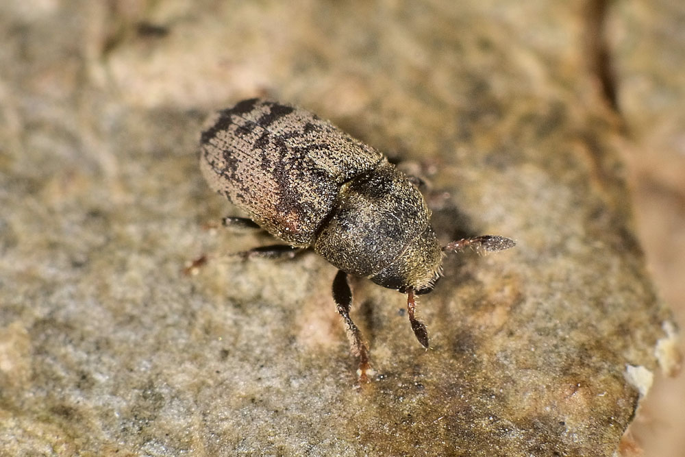 Hylesinus fraxini